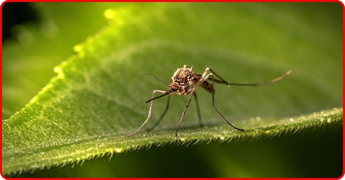 west nile virus symptoms
